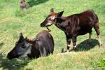 2013 07 06 beauval 203